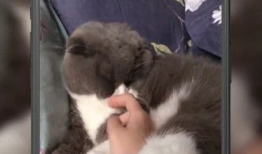 猫咪短视频官网,捕捉萌宠瞬间，共享欢乐时光