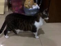 老猫短视频,趣味横生的日常生活记录